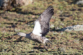 Blue-winged Goose