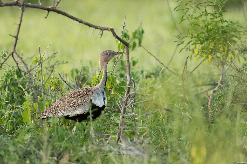 Outarde d'Oustalet mâle adulte, identification