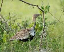 Buff-crested Bustard