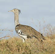 Kori Bustard