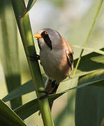 Bearded Reedling