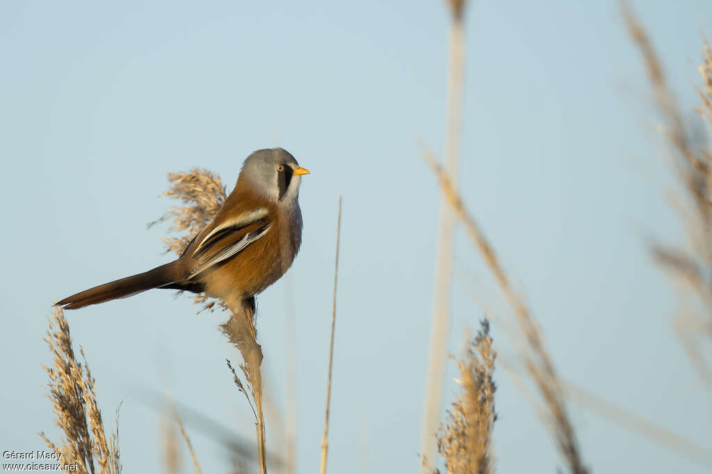 Bearded Reedling male adult, identification