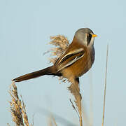 Bearded Reedling