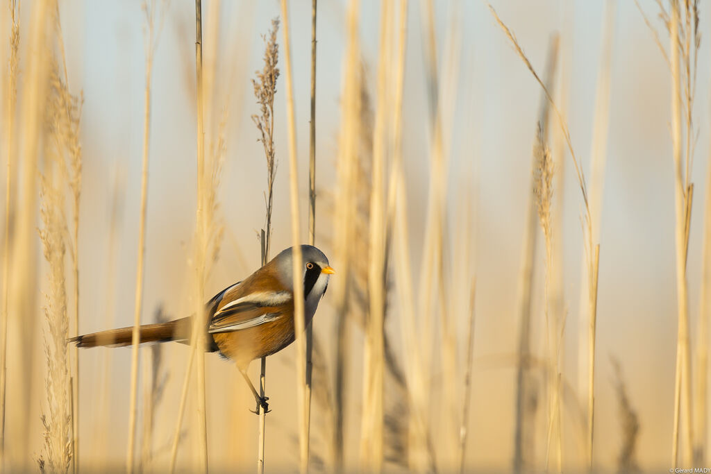 Bearded Reedling