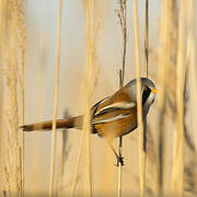 Bearded Reedling