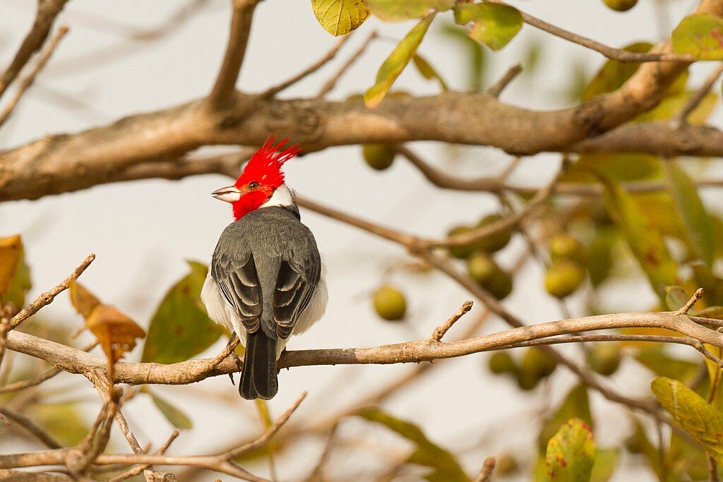 Red-crested Cardinal