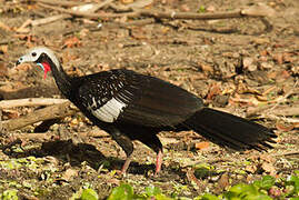 Red-throated Piping Guan