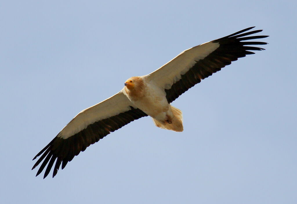 Egyptian Vulture