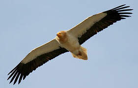 Egyptian Vulture