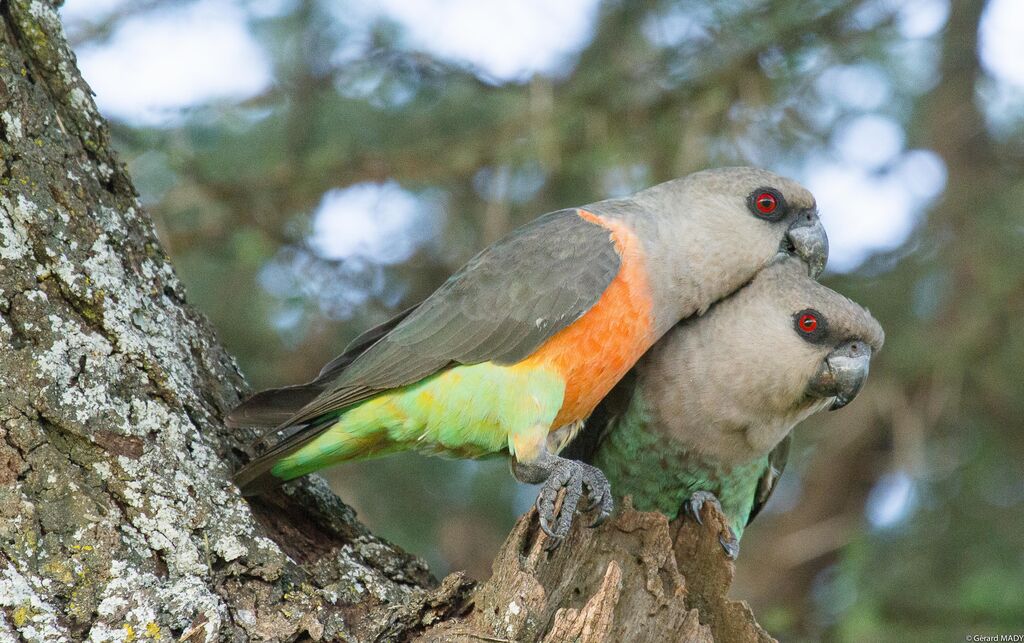 Red-bellied Parrot