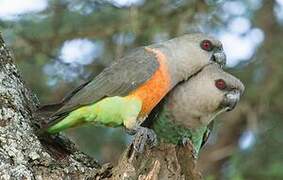 Red-bellied Parrot