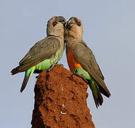 Red-bellied Parrot