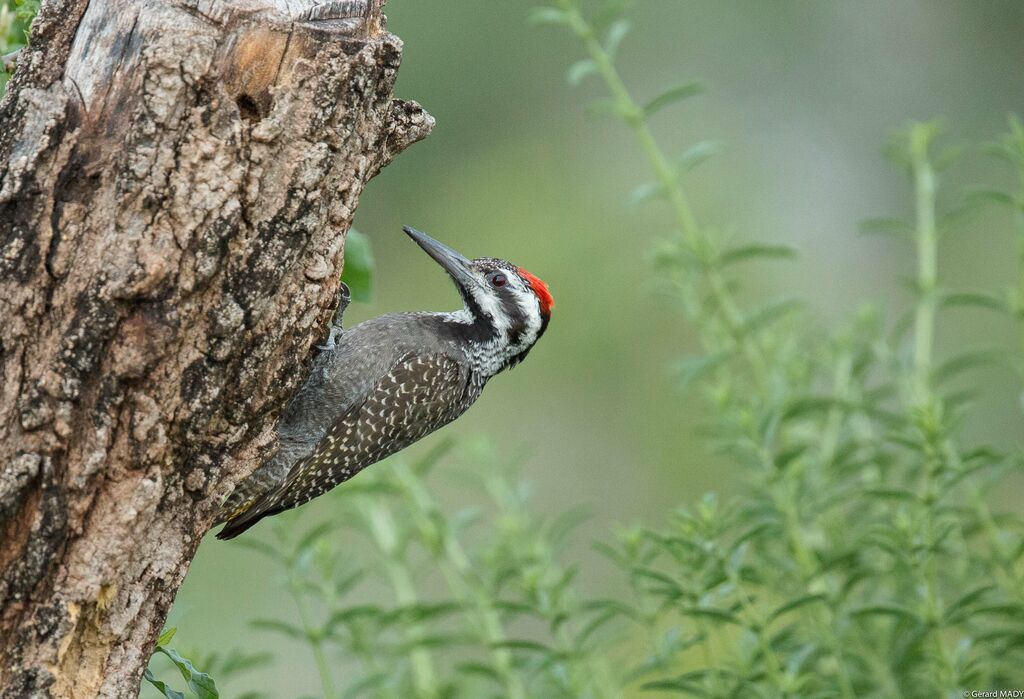 Bearded Woodpecker