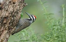 Bearded Woodpecker