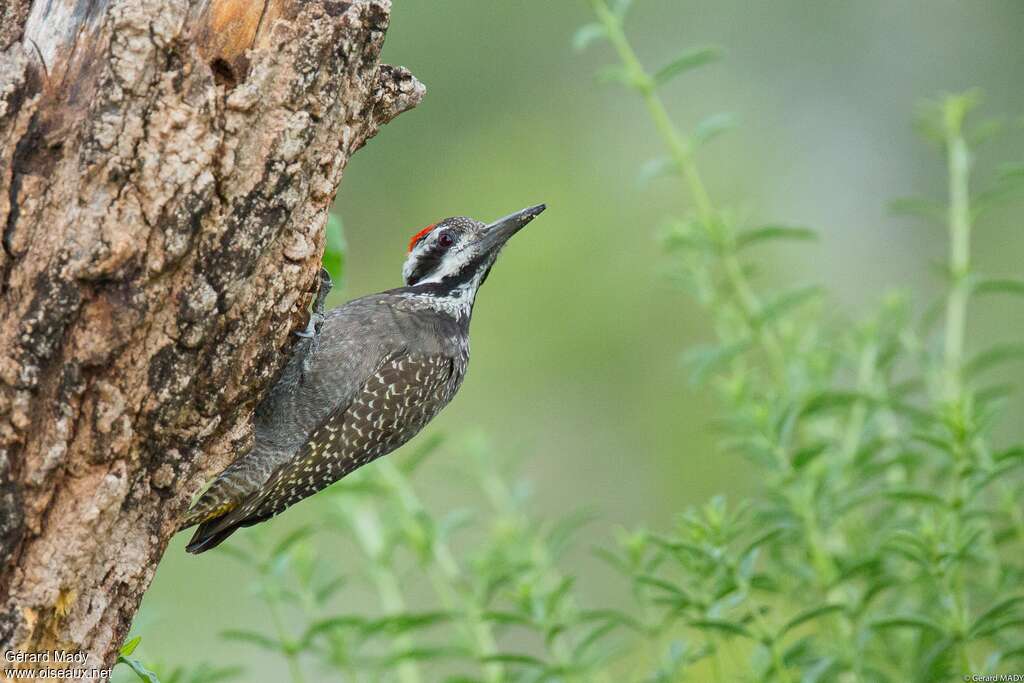 Bearded Woodpecker male, Behaviour