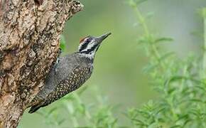 Bearded Woodpecker