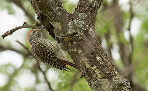 Cardinal Woodpecker