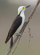 White Woodpecker