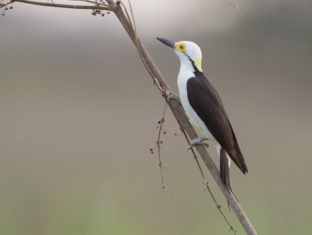 White Woodpecker