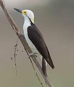 White Woodpecker