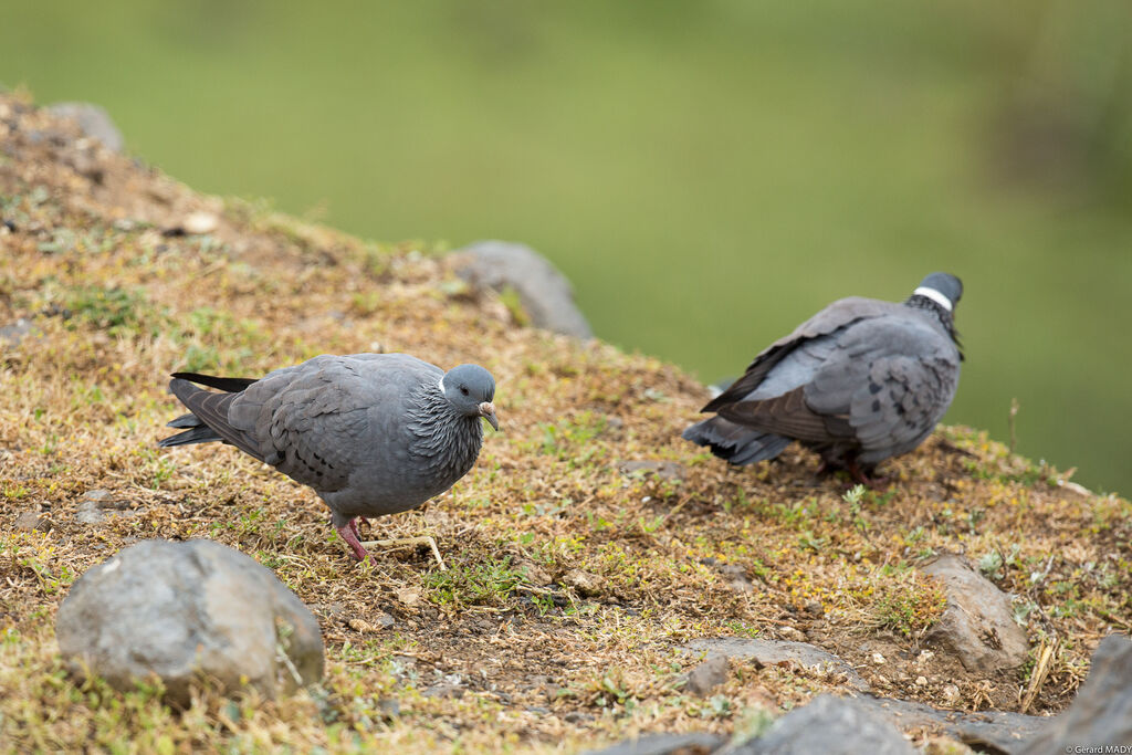 White-collared Pigeon