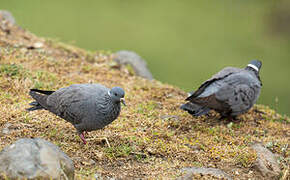 White-collared Pigeon