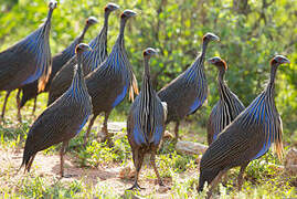 Vulturine Guineafowl