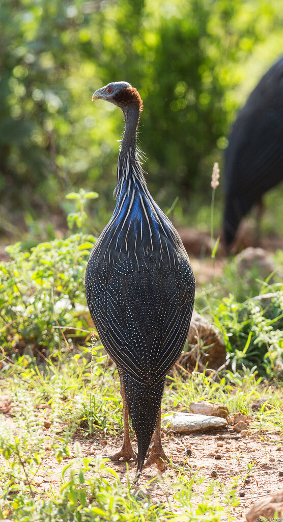 Vulturine Guineafowl