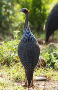 Vulturine Guineafowl