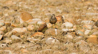 Eurasian Dotterel