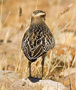 Eurasian Dotterel