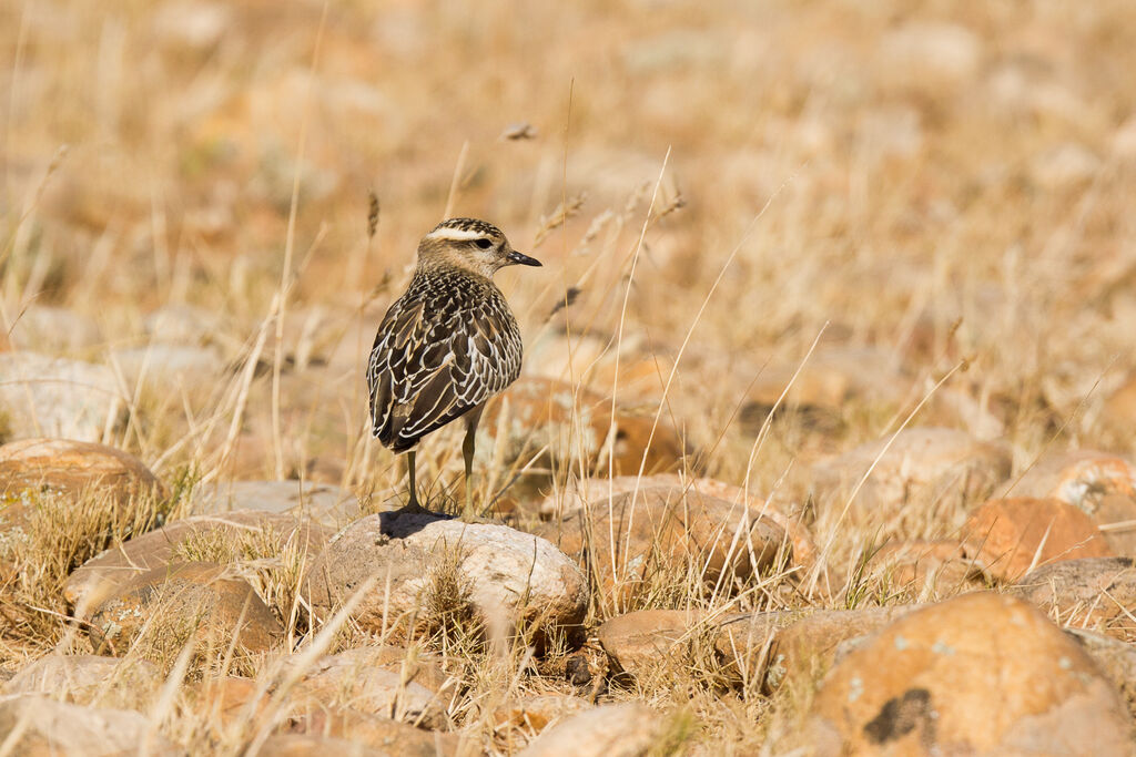 Eurasian Dotterel