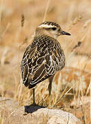 Eurasian Dotterel