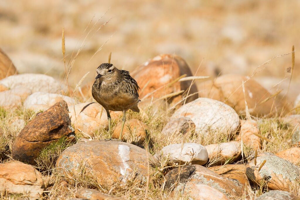 Eurasian Dotterel