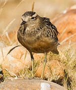 Eurasian Dotterel