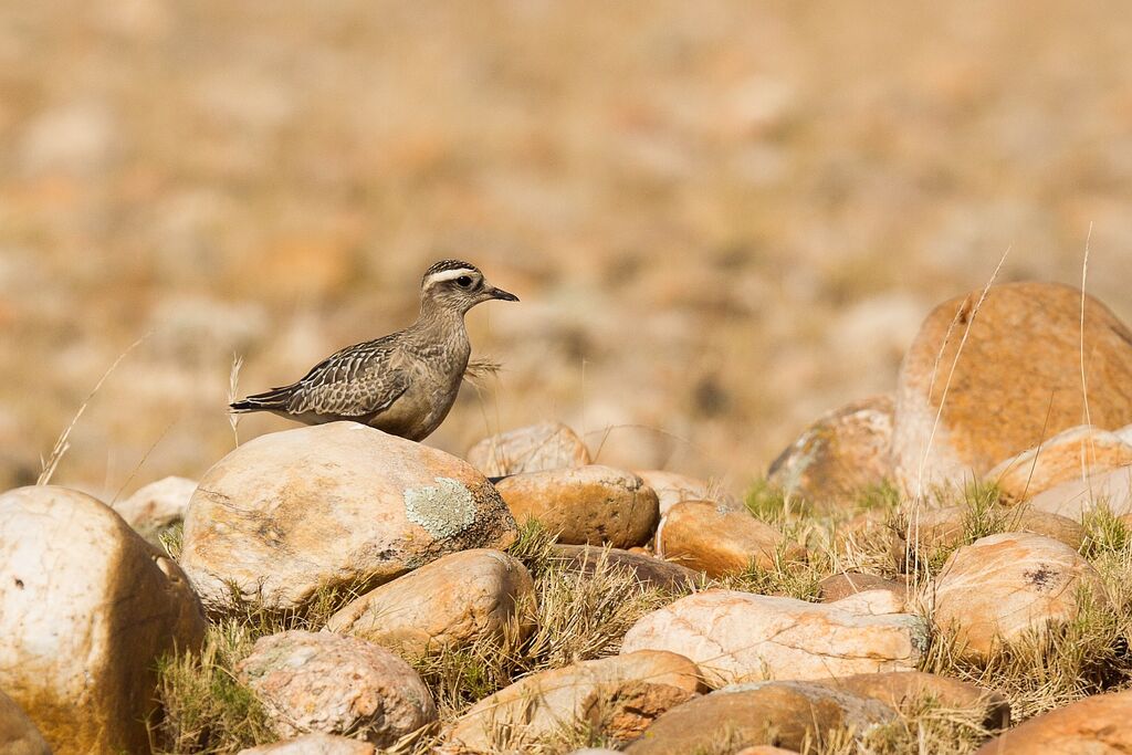 Eurasian Dotterel