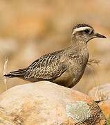 Eurasian Dotterel