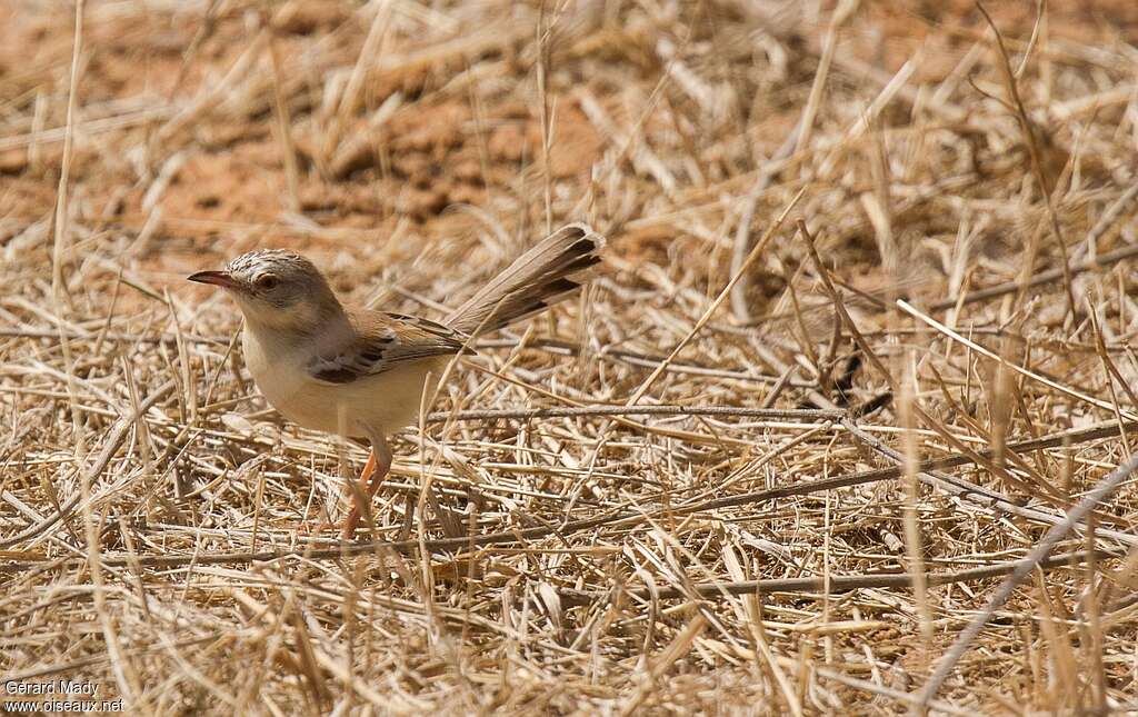 Cricket Warbler female adult, identification