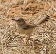 Prinia à front écailleux