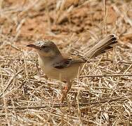 Cricket Warbler