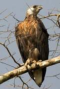 Madagascan Fish Eagle