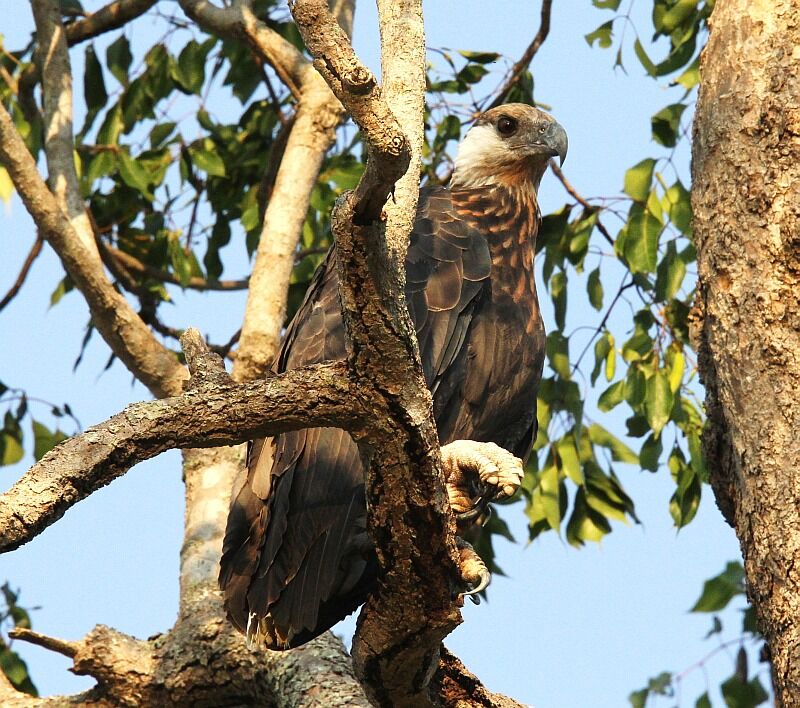 Pygargue de Madagascar