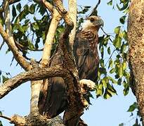 Madagascar Fish Eagle