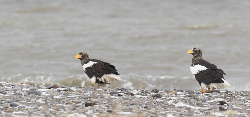 Steller's Sea Eagle