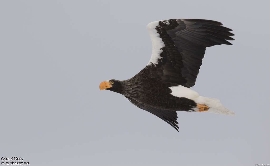 Steller's Sea Eagleadult, Flight