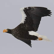 Steller's Sea Eagle