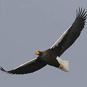 Steller's Sea Eagle