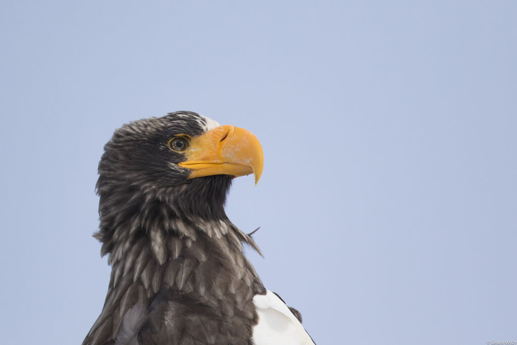 Steller's Sea Eagle