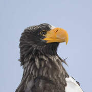 Steller's Sea Eagle