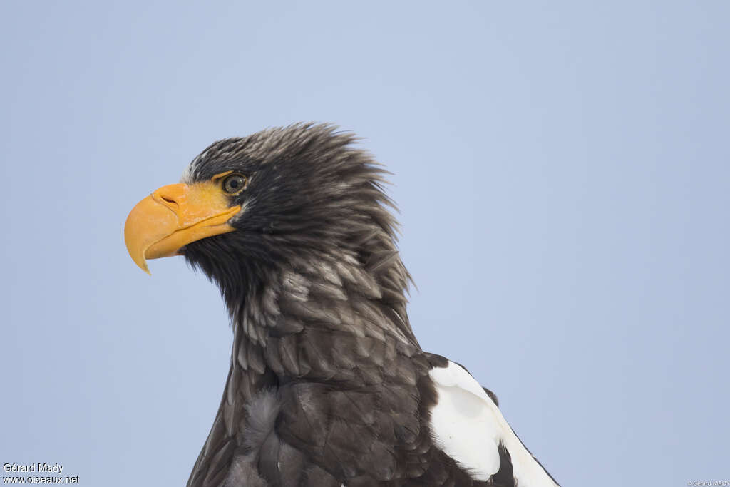 Steller's Sea Eagleadult, close-up portrait